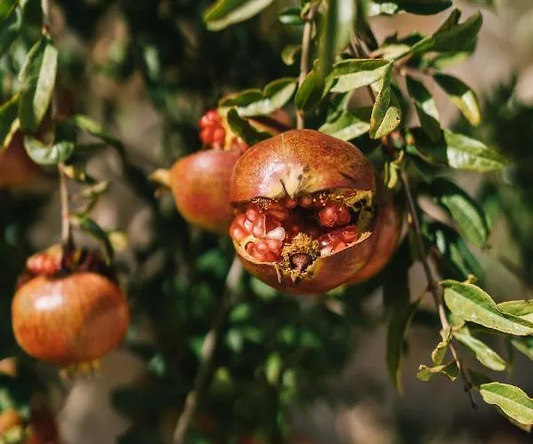 Masseria Ayroldi Séjour à la ferme Ostuni