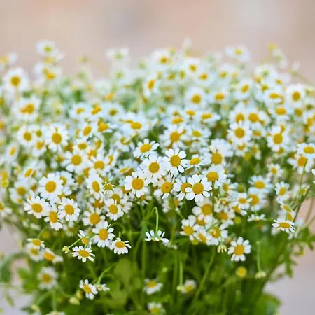 Masseria Ayroldi オストゥーニ