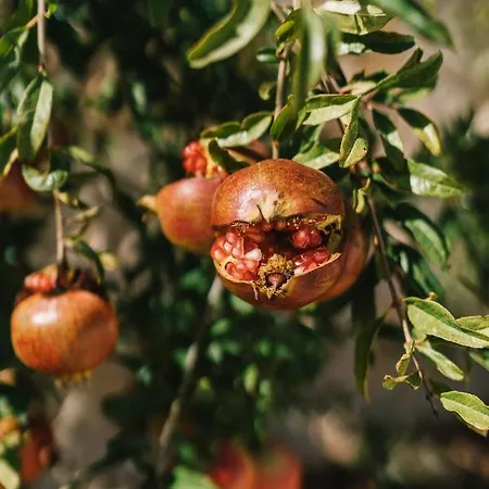 Masseria Ayroldi Farm stay Ostuni
