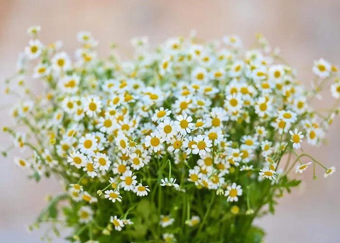 Masseria Ayroldi 오스투니